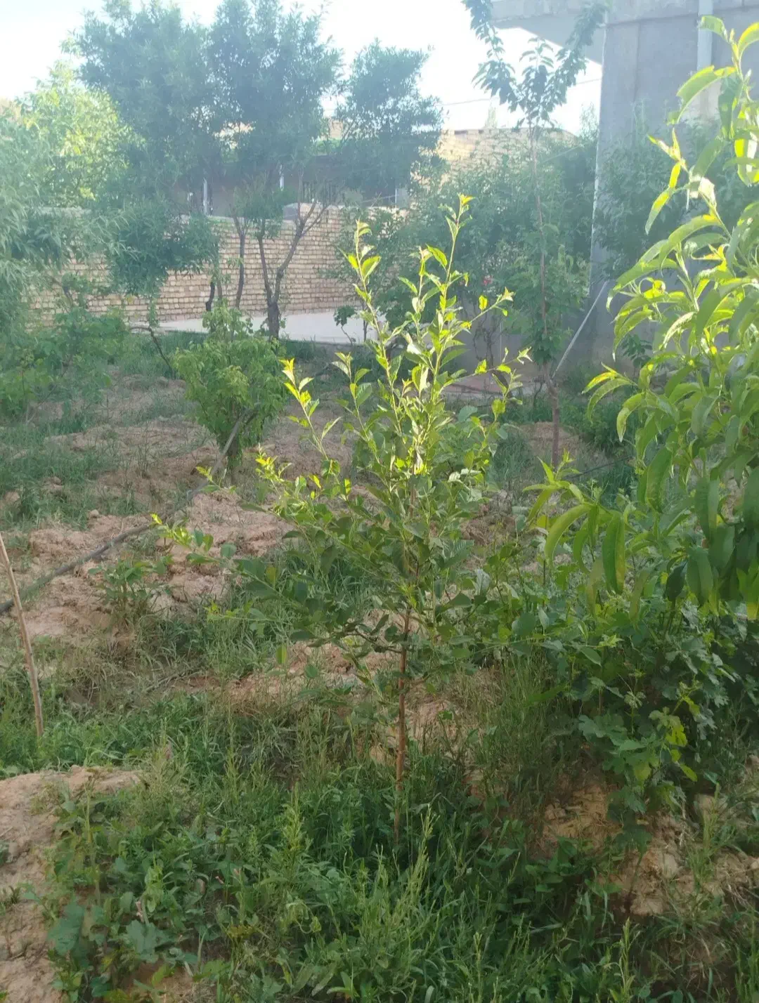 باغ ویلا|فروش خانه و ویلا|ضیاء آباد, |دیوار