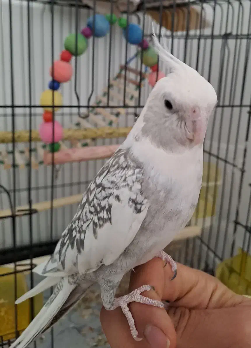 عروس هلندی سخنگو|پرنده|سنقر, |دیوار