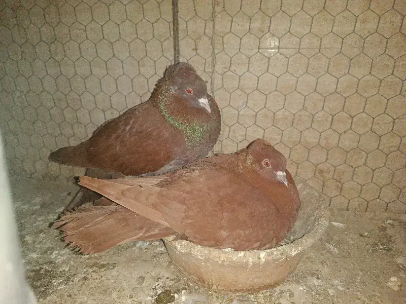 کبوتر کفتر راعبی|پرنده|قم, نیروگاه|دیوار