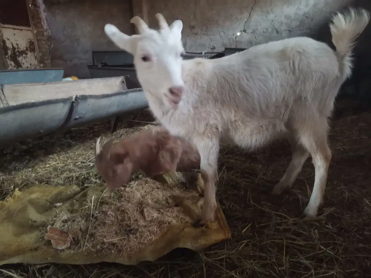 بزسانن نر و ماده جوان|حیوانات مزرعه|قلعه نو, |دیوار