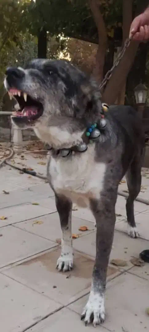 واگذاری سگ افغان 3ساله|سگ|مشهد, کوشک مهدی|دیوار