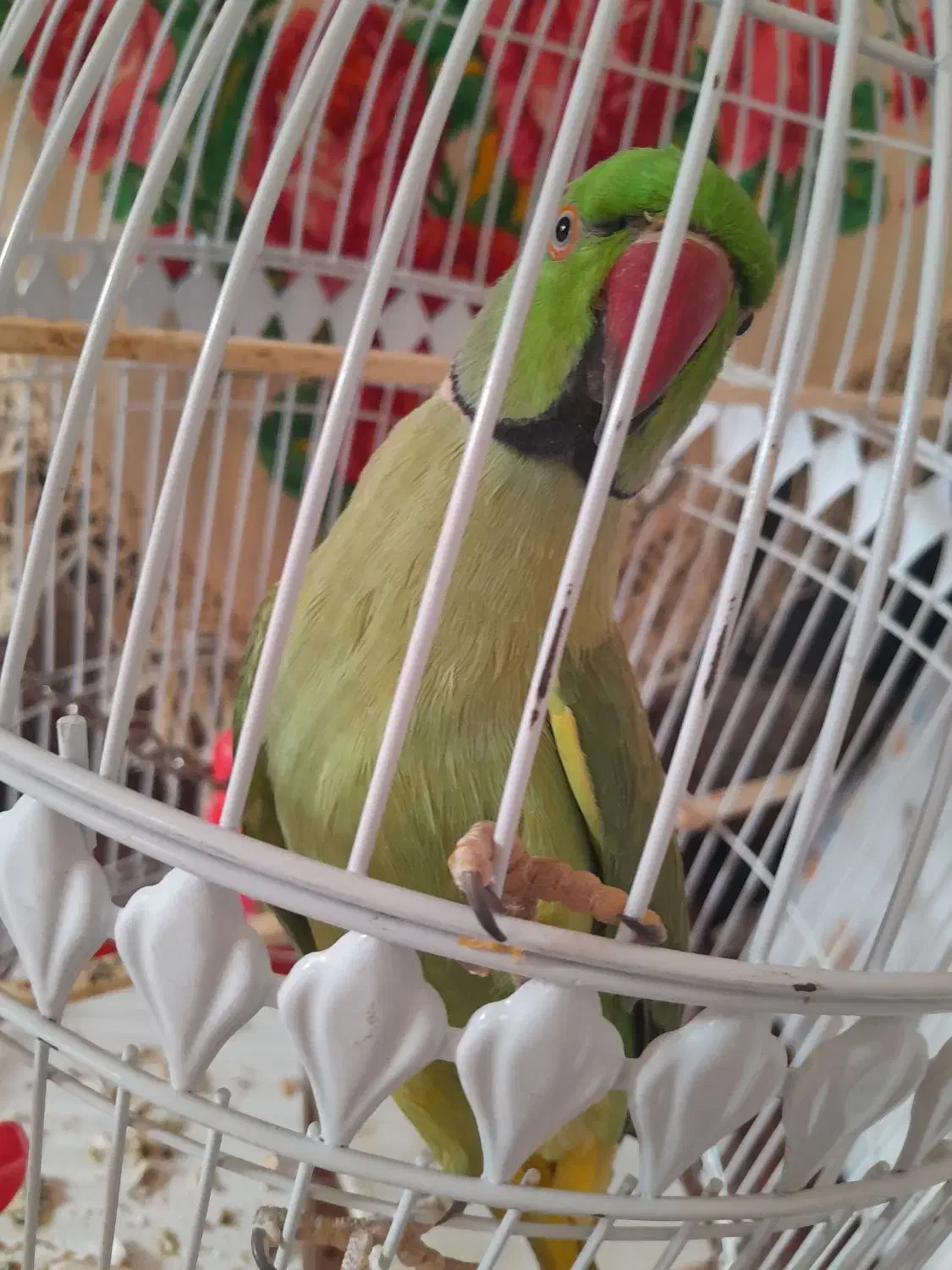 طوطی|پرنده|مهدی شهر, |دیوار