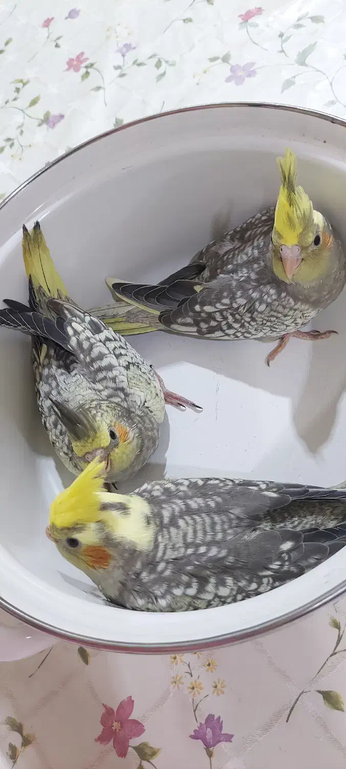 فروش یک جفت عروس هلندی با ۴جوجه|پرنده|هندیجان, |دیوار