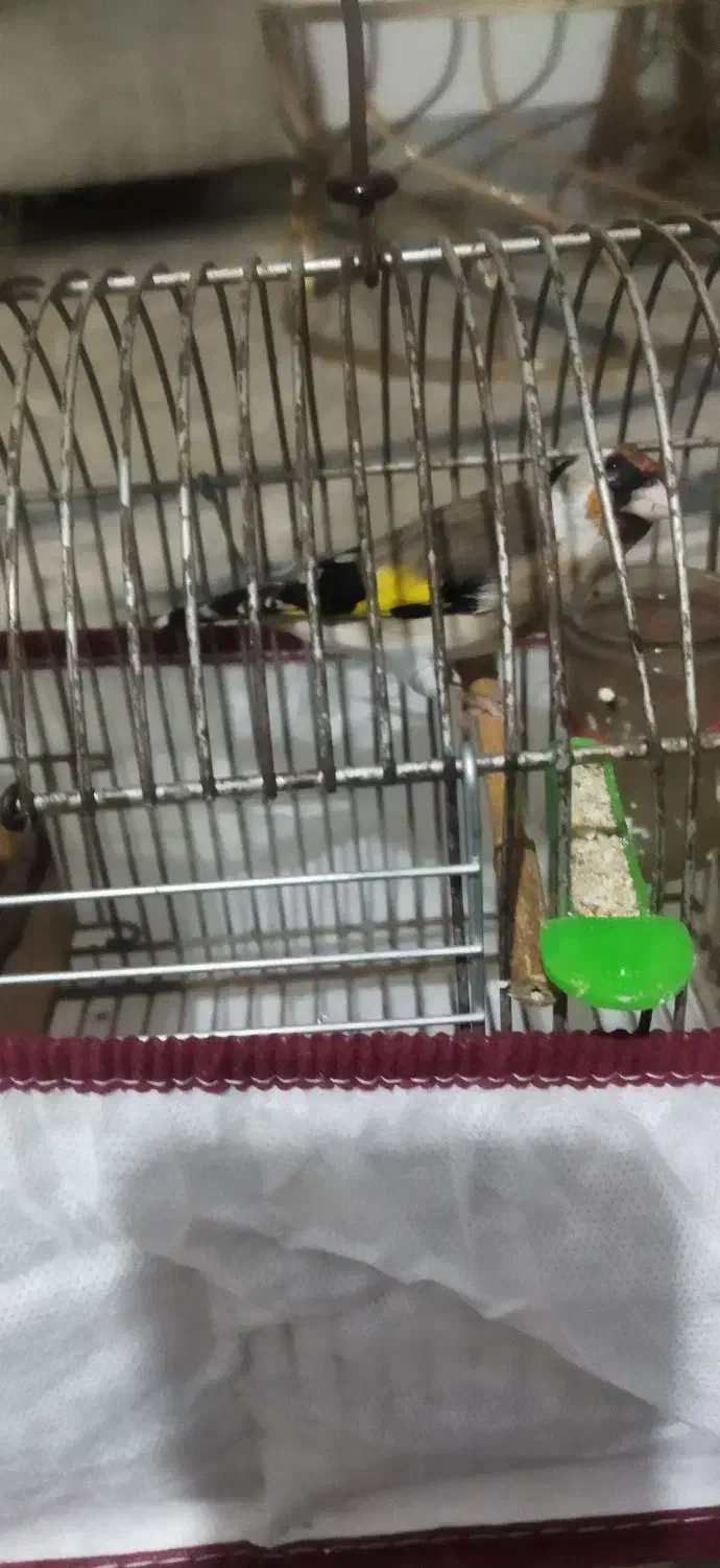 سهره ماده دورگ وسر سیاه|پرنده|شیراز, کوشک میدان|دیوار