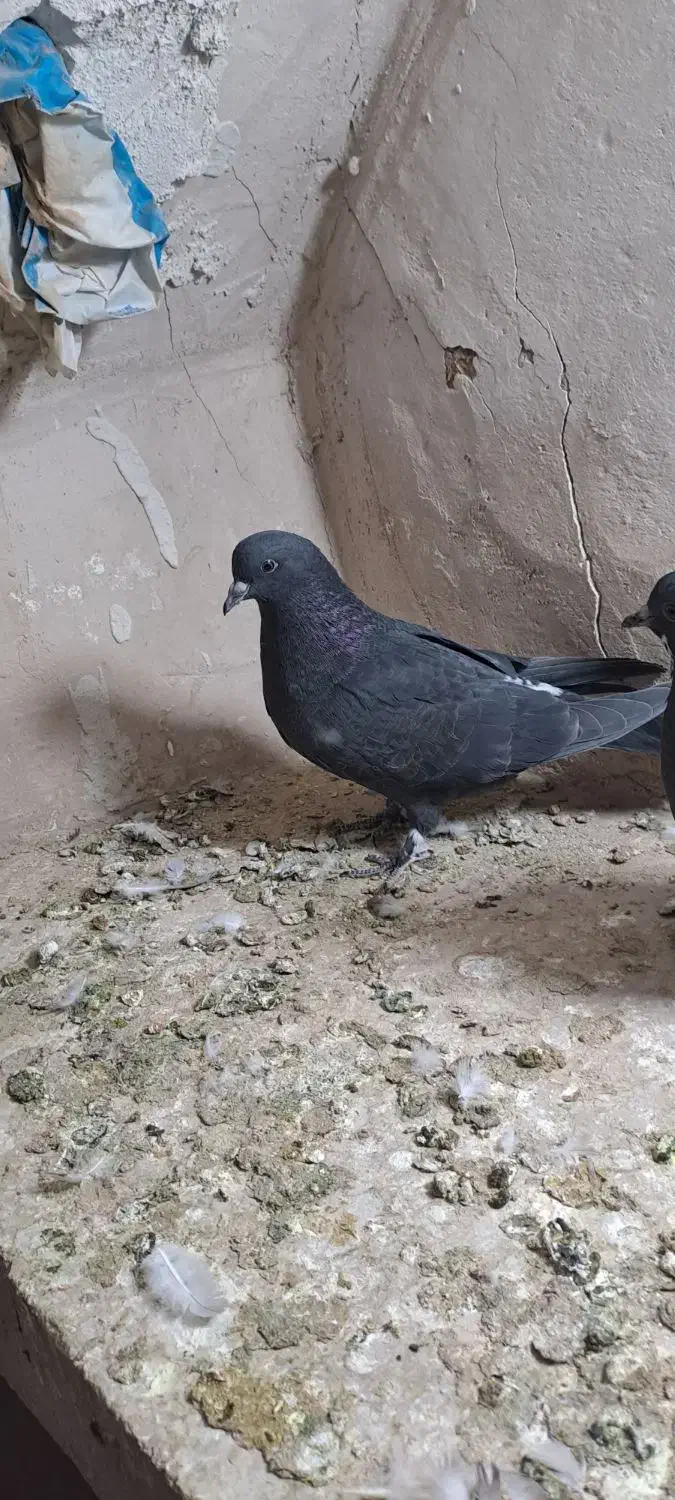 جوجه|پرنده|کاشان, درب اصفهان|دیوار