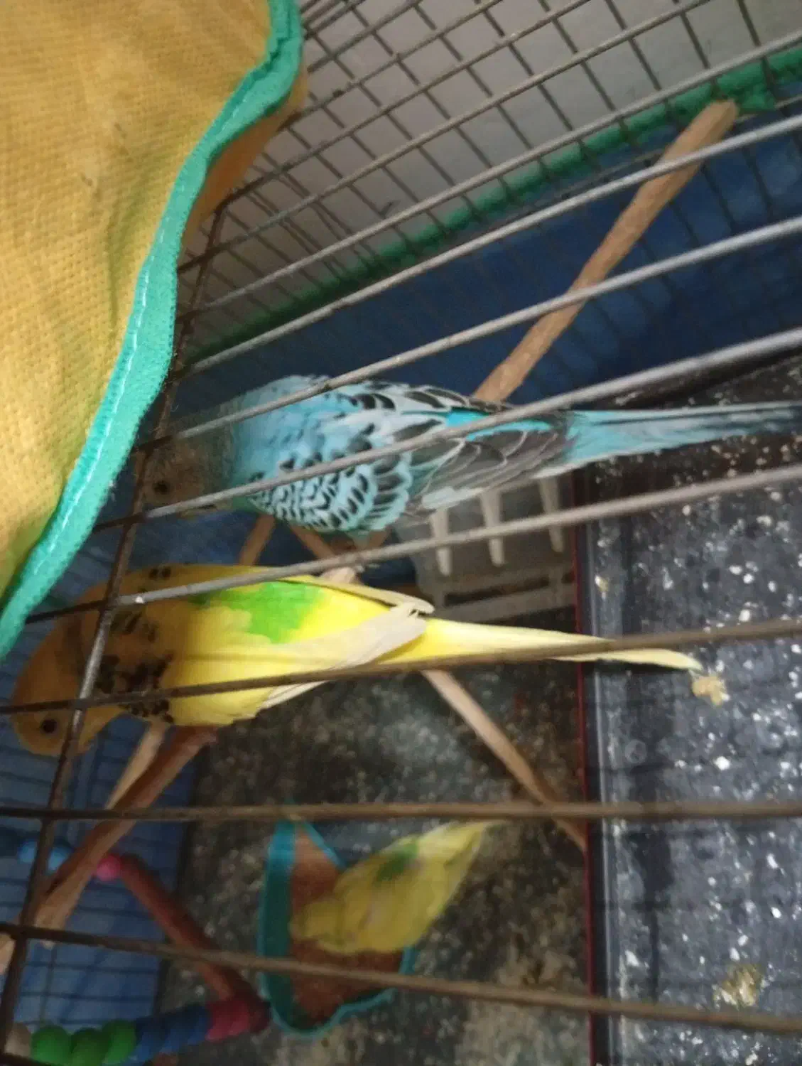 مرغ عشق یک جفت|پرنده|الیگودرز, |دیوار