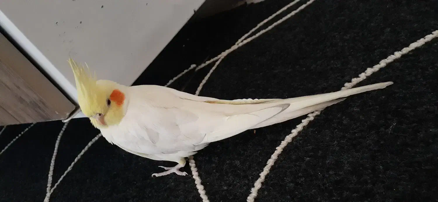 عروس هلندی|پرنده|شیراز, جوادیه|دیوار