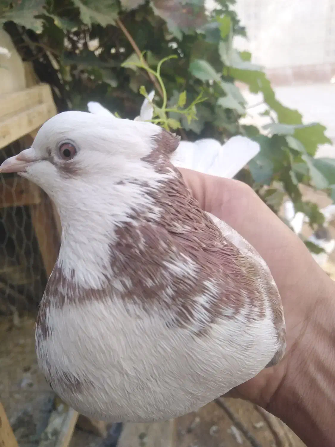 کبوتر|پرنده|نجف‌آباد, یزدانشهر|دیوار