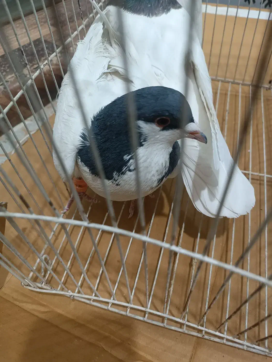 کفتر یال|پرنده|یزد, |دیوار