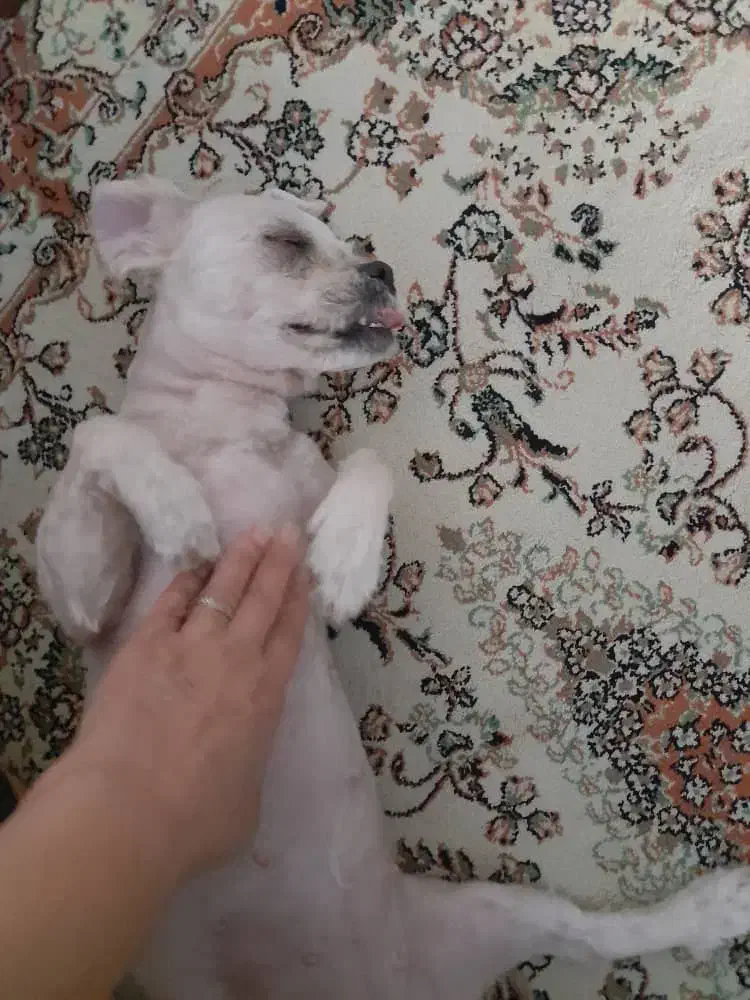 واگذاری سگ|سگ|اصفهان, فرهنگیان|دیوار