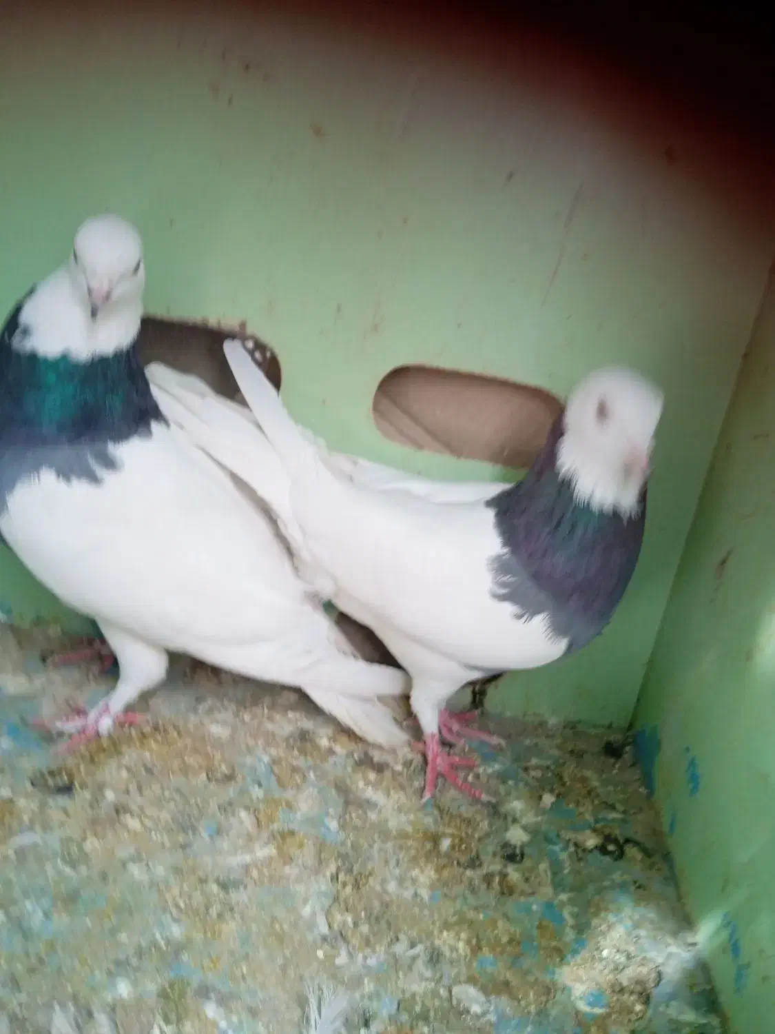 کبوترطوقی|پرنده|کازرون, |دیوار