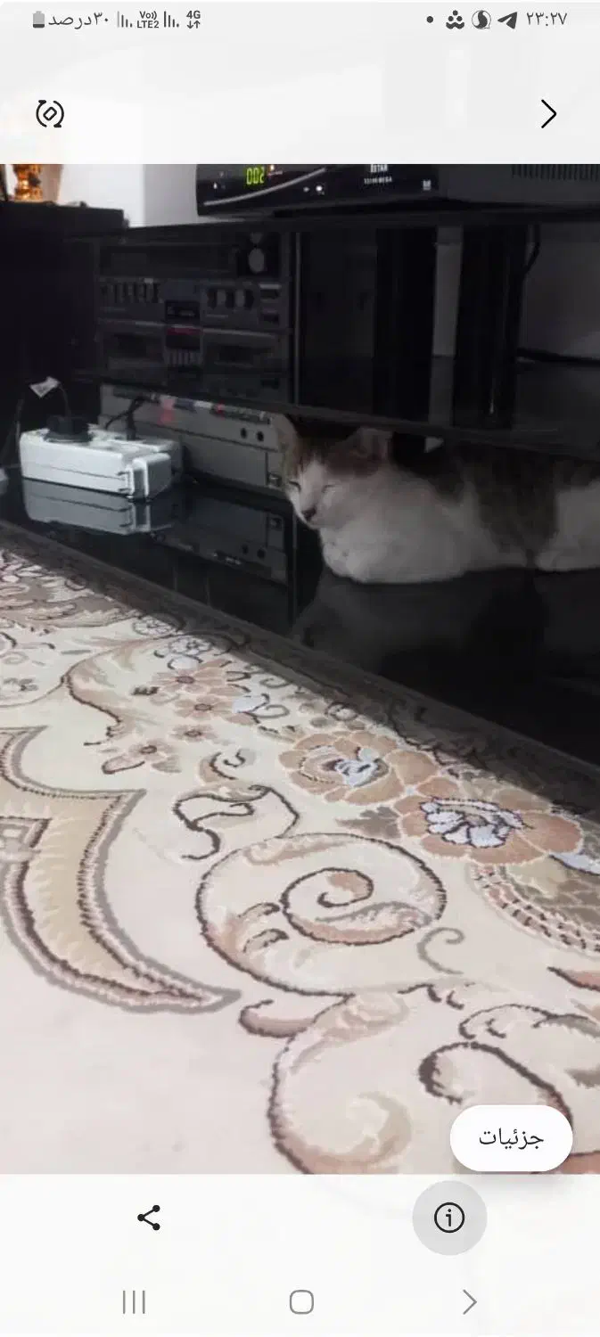 واگذاری گربه|گربه|بوکان, |دیوار