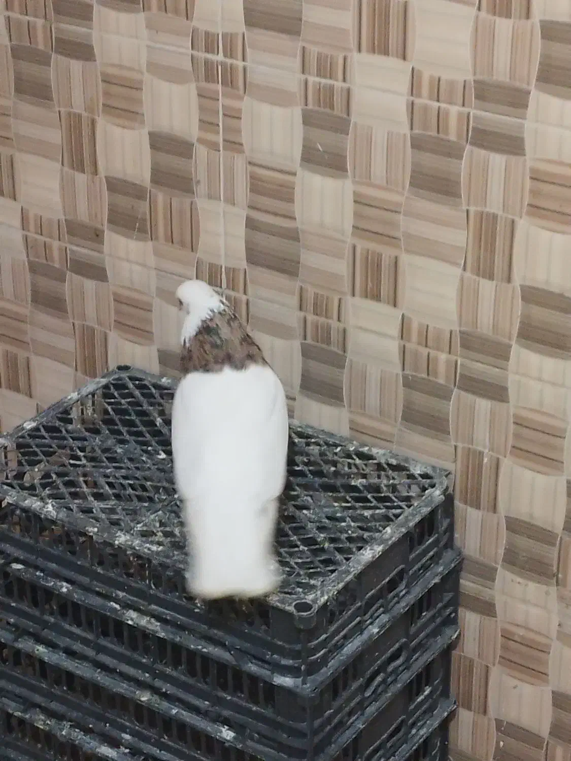 کبوتر|پرنده|دورود, |دیوار