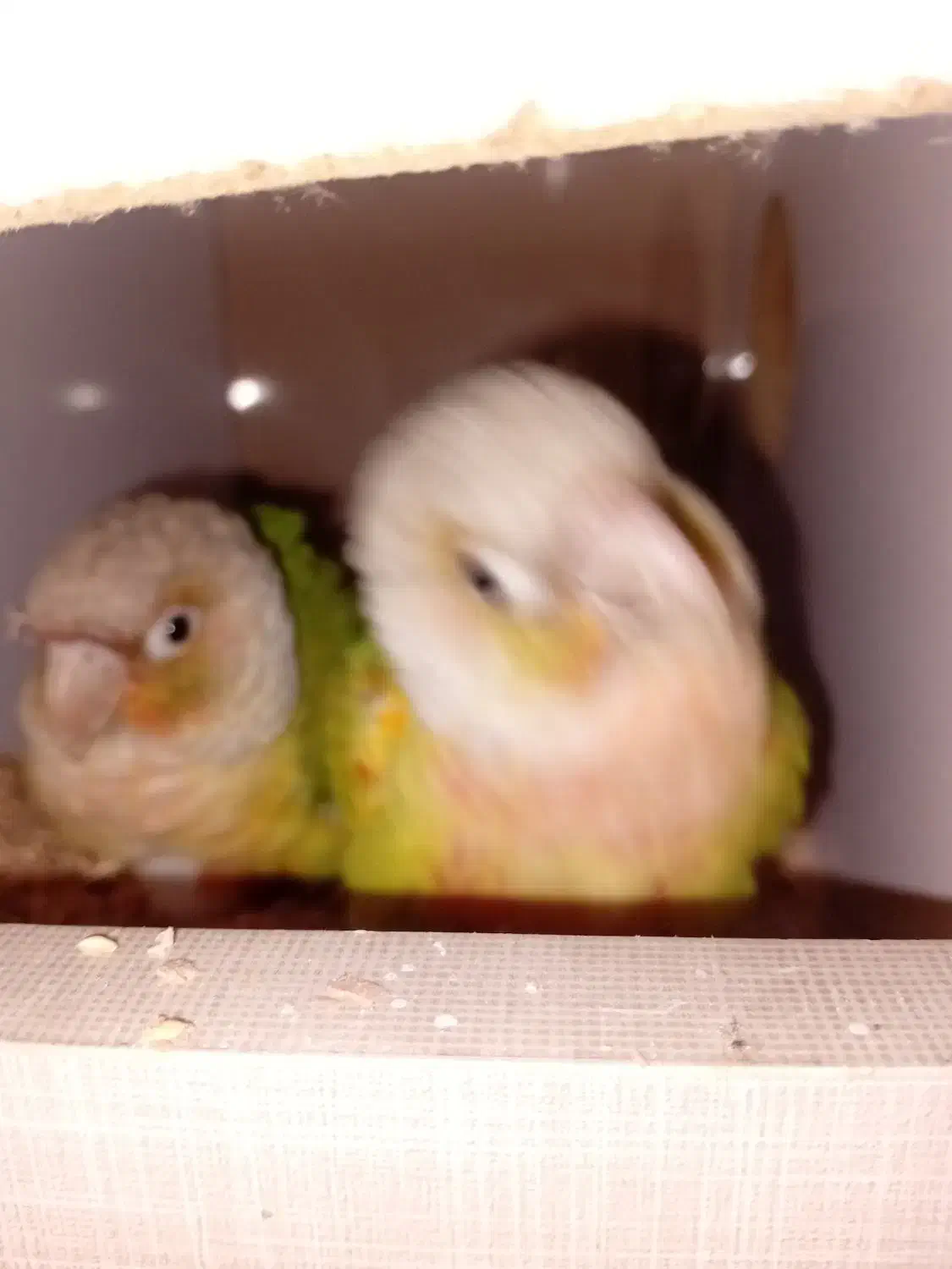 گرینچک مولد در حال تخم.در رباط کریم|پرنده|چهاردانگه (تهران), |دیوار