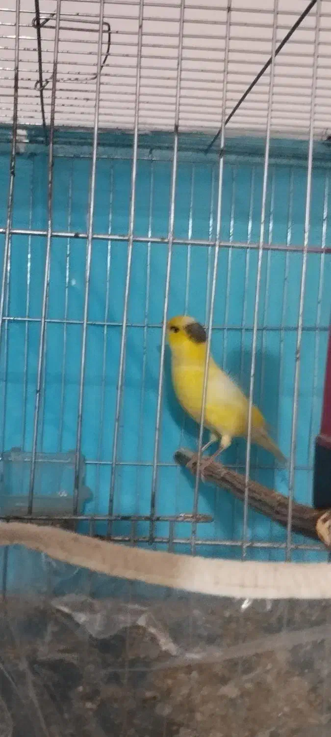 قناری نر|پرنده|رامیان, |دیوار