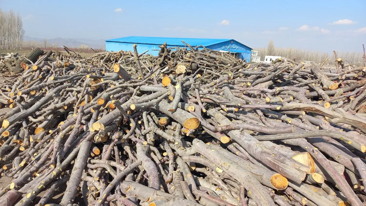 خرید انواع چوب بصورت نقدی|خدمات باغبانی و درختکاری|مشگین شهر, |دیوار