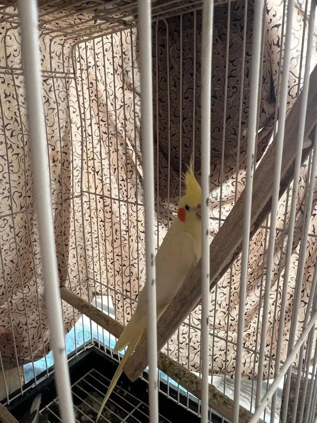 عروس هلندی بالغ|پرنده|ساری, |دیوار