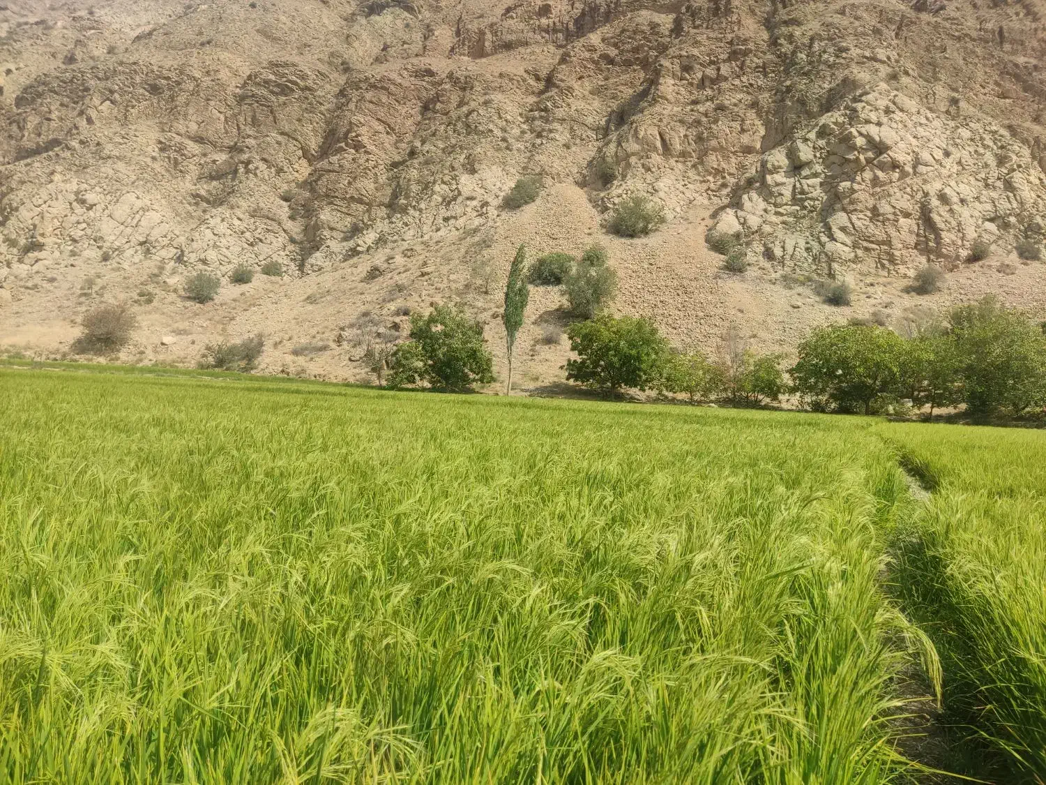 برنج  درونگر|خوردنی و آشامیدنی|درگز, |دیوار