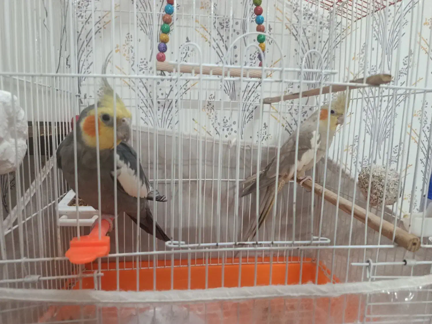 عروس هلندی|پرنده|مشهد, کشف|دیوار