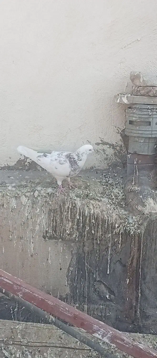 کفتر هما|پرنده|تهران, مشیریه|دیوار