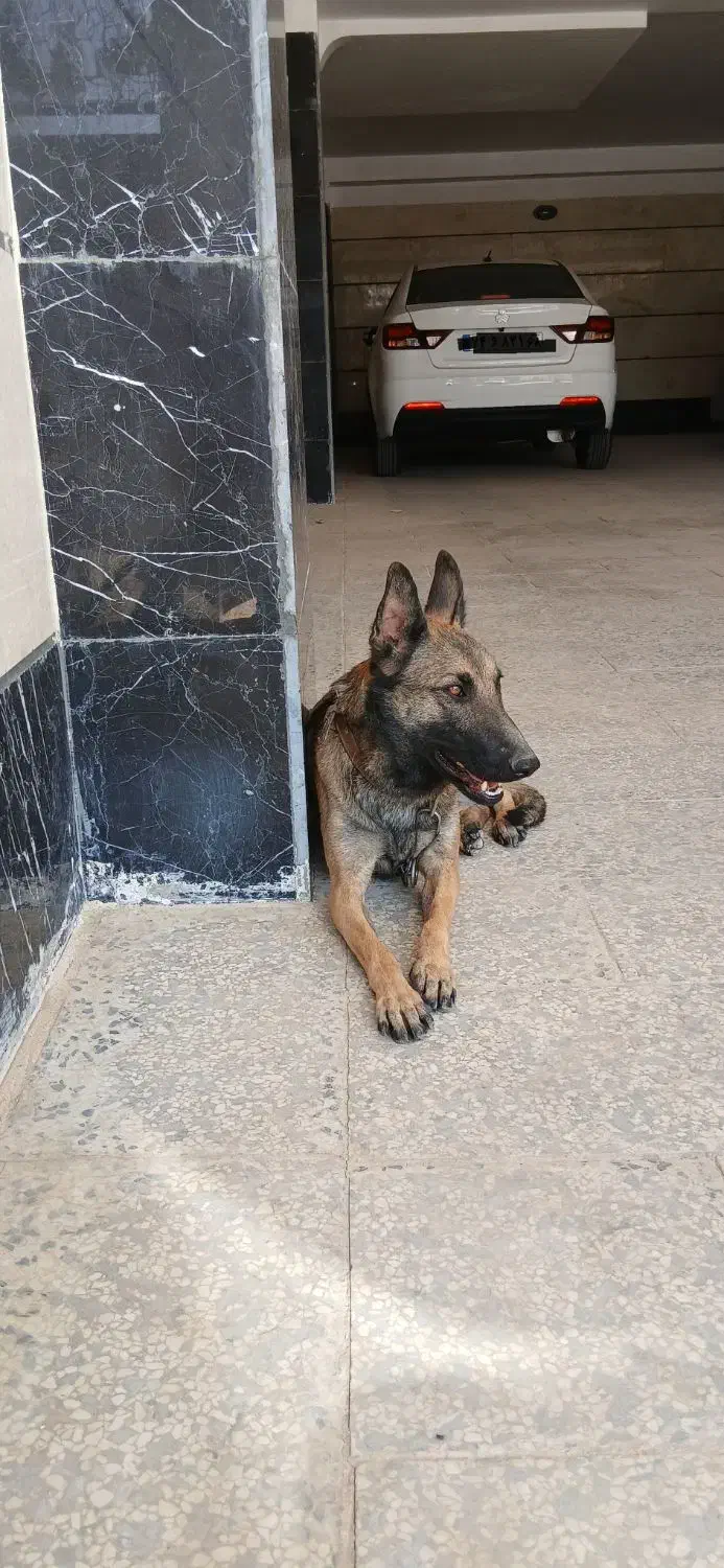 سگ بلژین مالینویز ماده|سگ|کرج, مهرویلا شمالی|دیوار