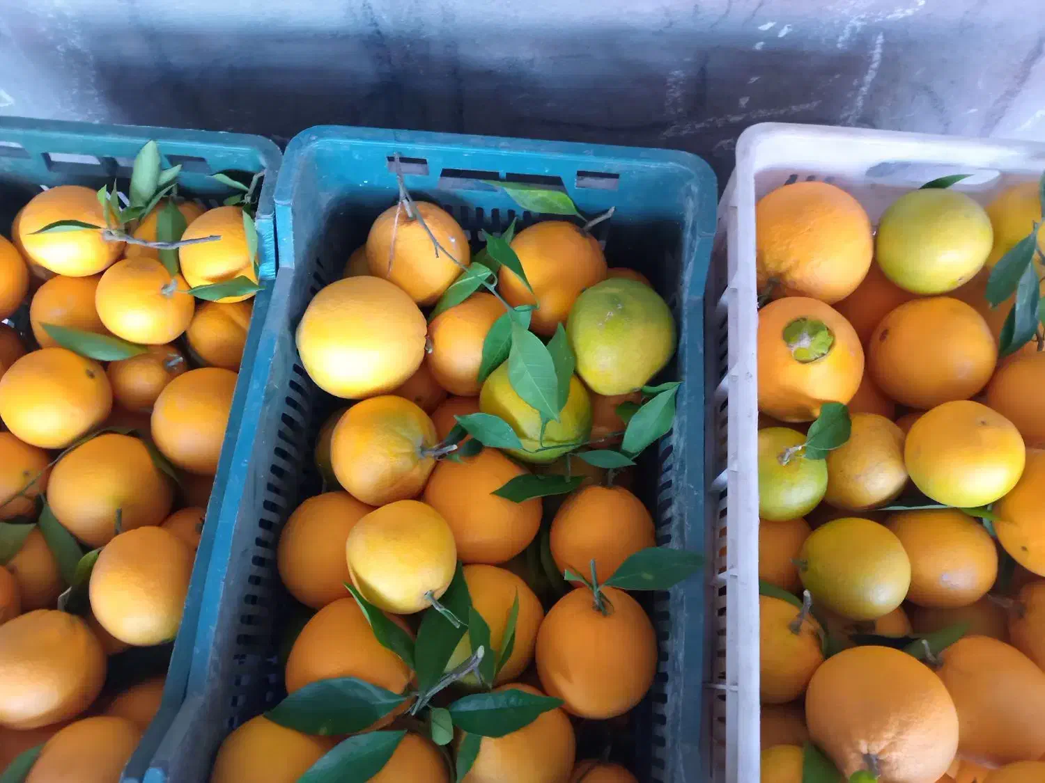 پرتقال تامسون|خوردنی و آشامیدنی|قائم‌شهر, |دیوار