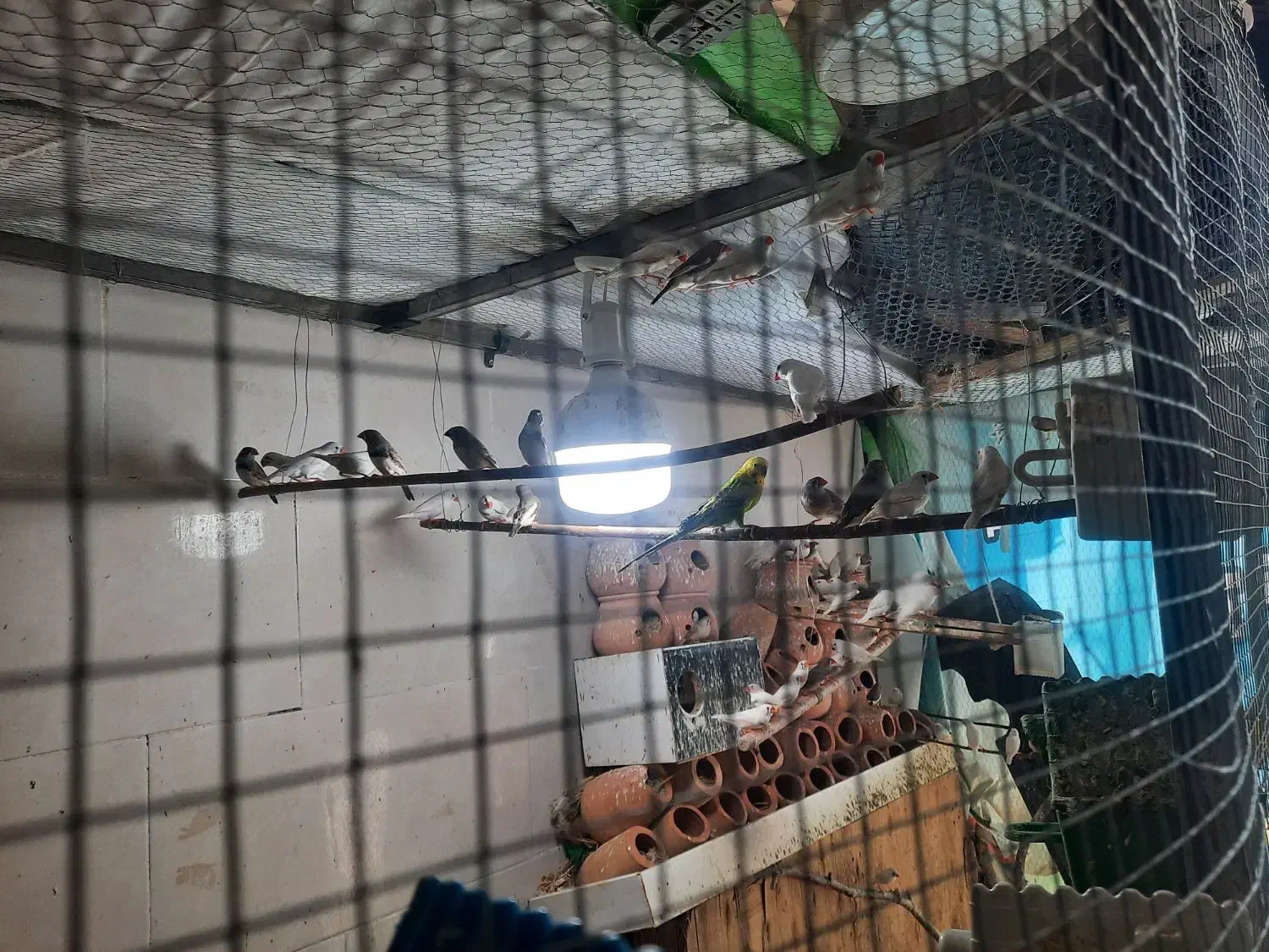 فنچ مولد|پرنده|بیرجند, |دیوار