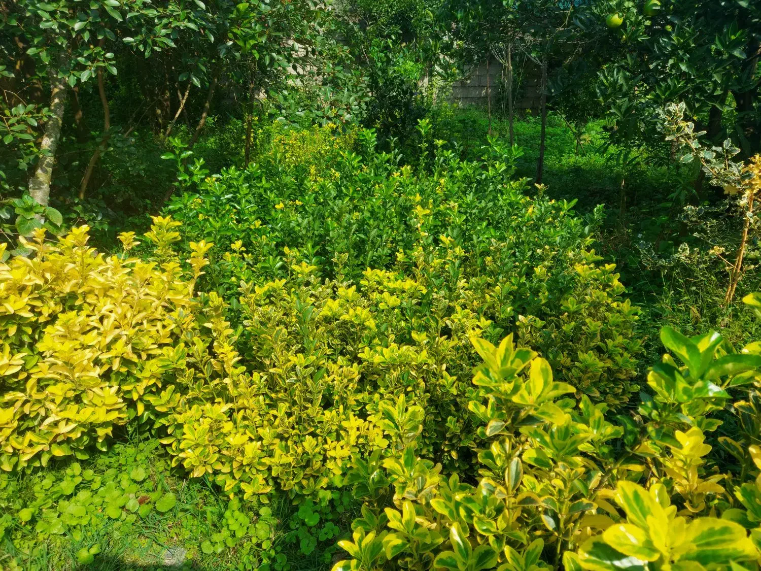 شمشاد طلایی و سبز زمینی|خدمات باغبانی و درختکاری|چابکسر, |دیوار