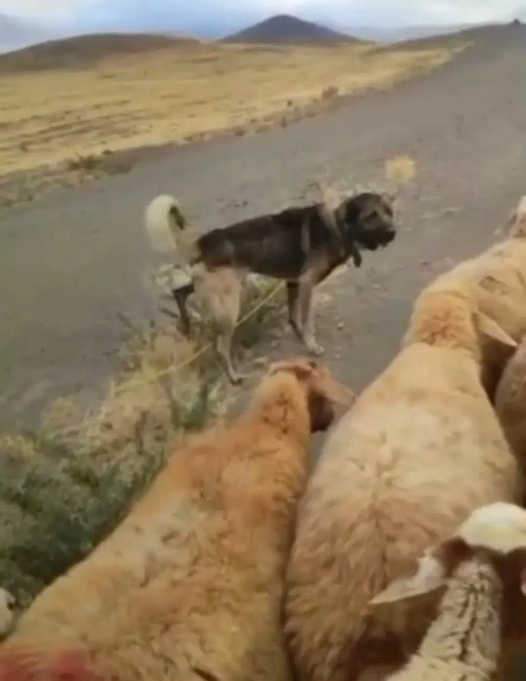 واگذاری سگ عراقی دو. ساله نر|سگ|تبریز, |دیوار