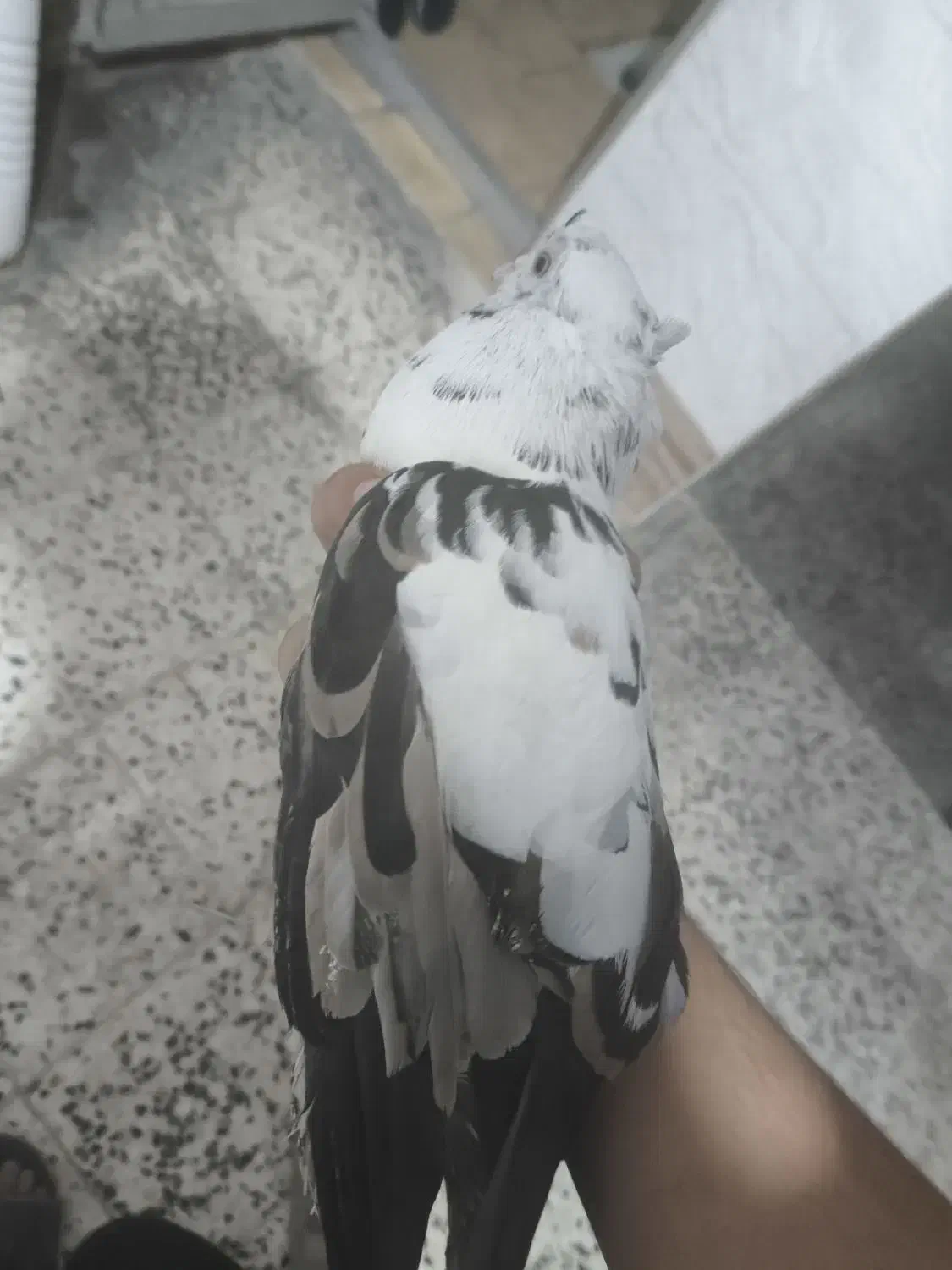 کبوتر|پرنده|رامهرمز, |دیوار