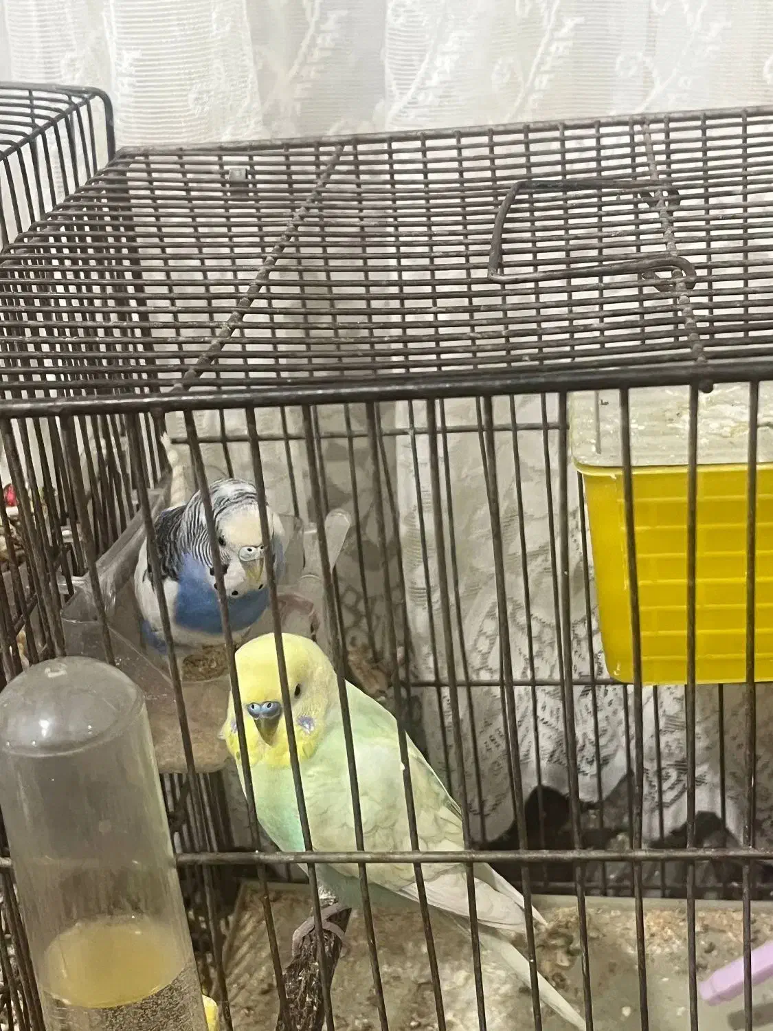 عروس هلندی مرغ عشق|پرنده|رباطکریم, الارد|دیوار