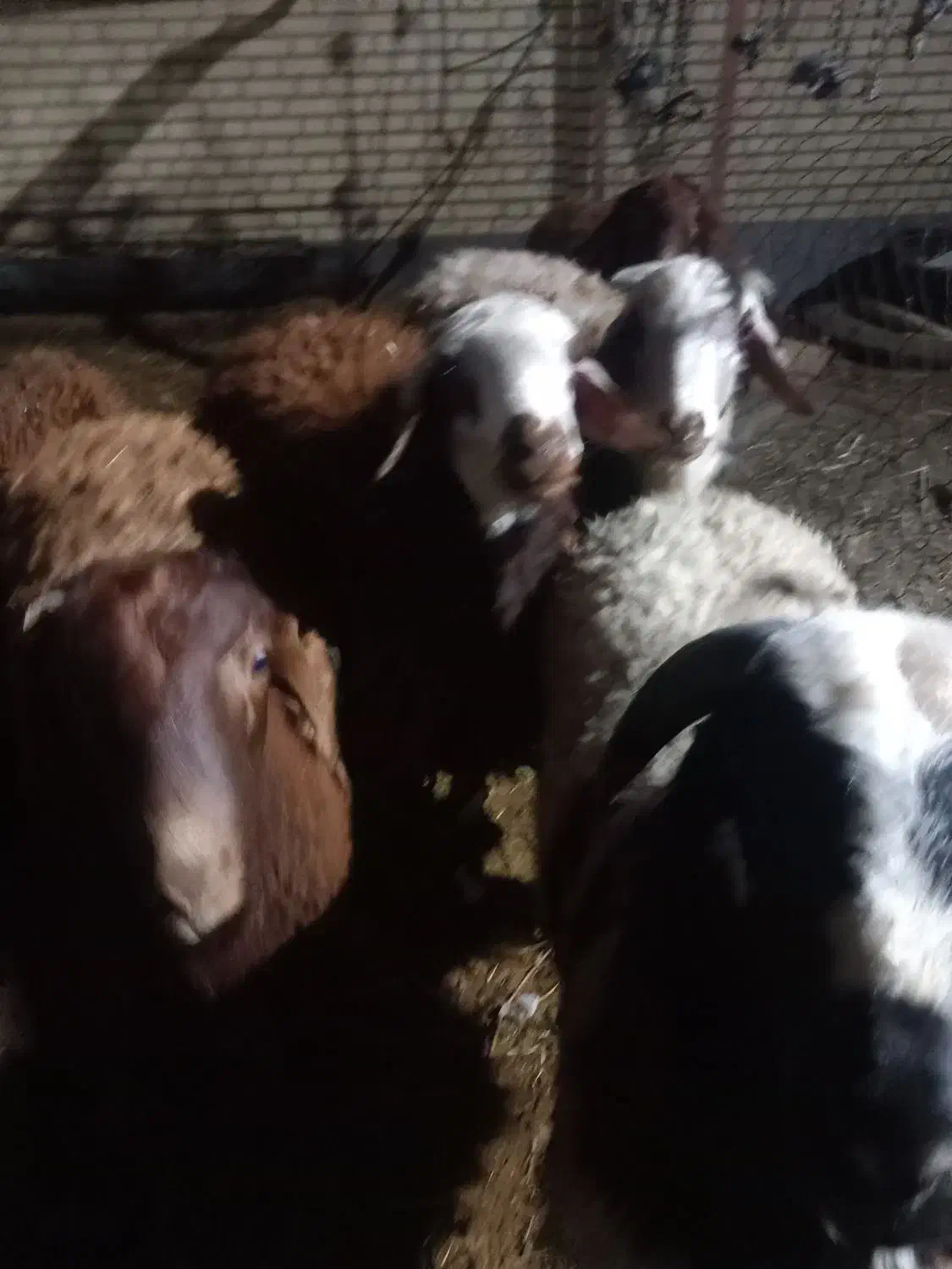 بره نر|حیوانات مزرعه|سمنان, |دیوار