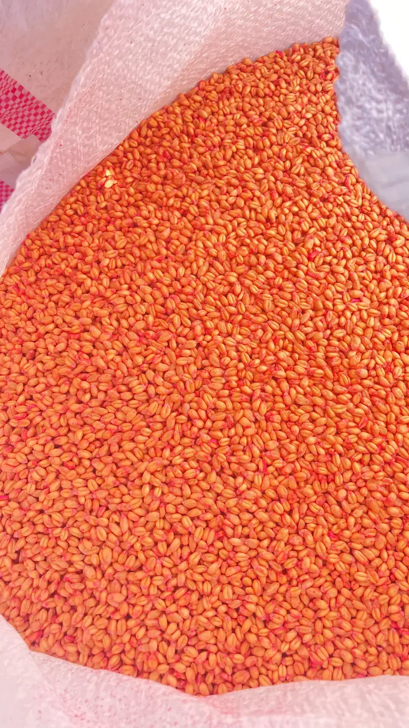 بذر گندم ابی گواهی شده سالار|خدمات باغبانی و درختکاری|کوزران, |دیوار