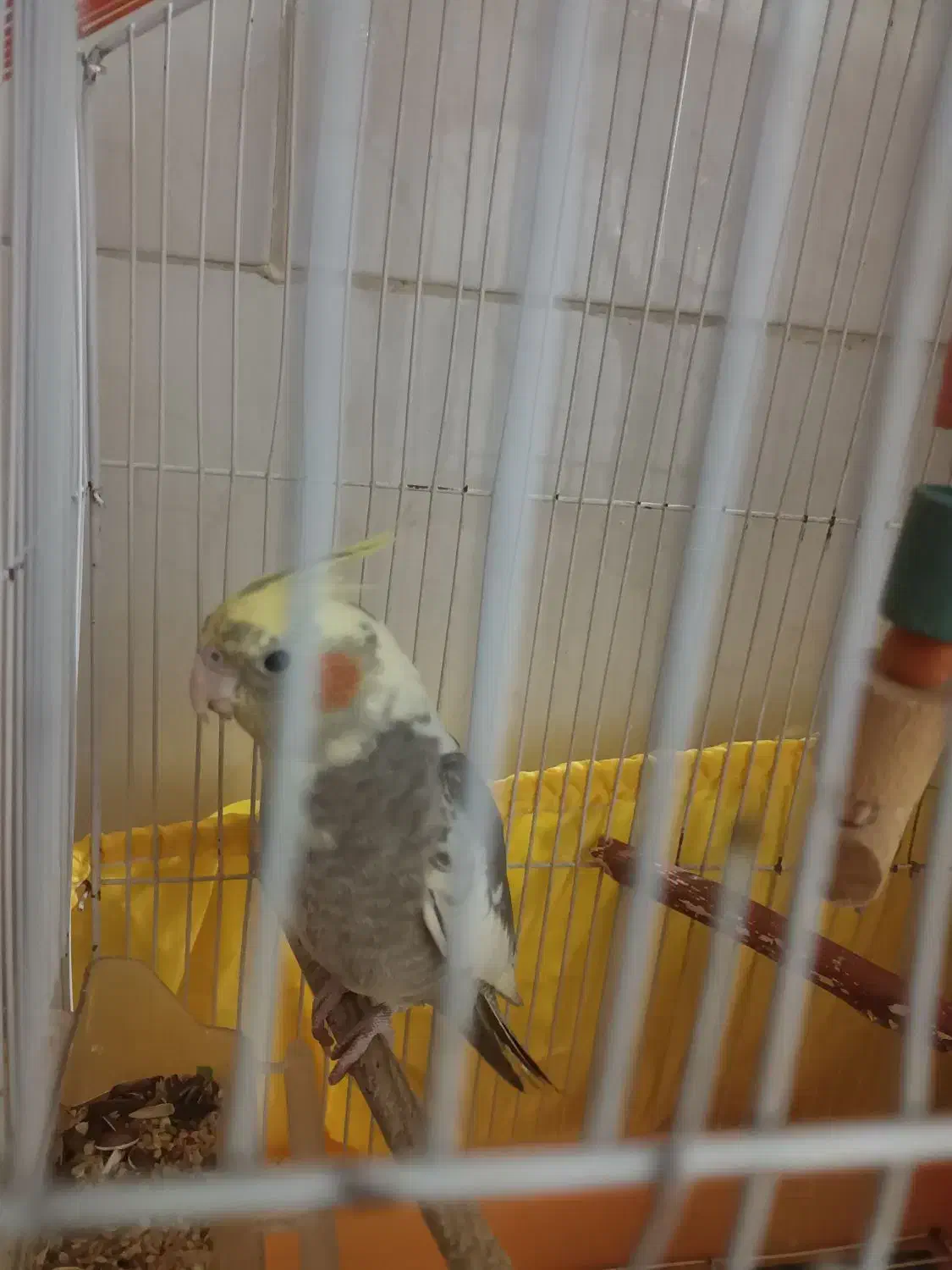 طوطی رام دستی|پرنده|هشتگرد, هشتگرد قدیم|دیوار