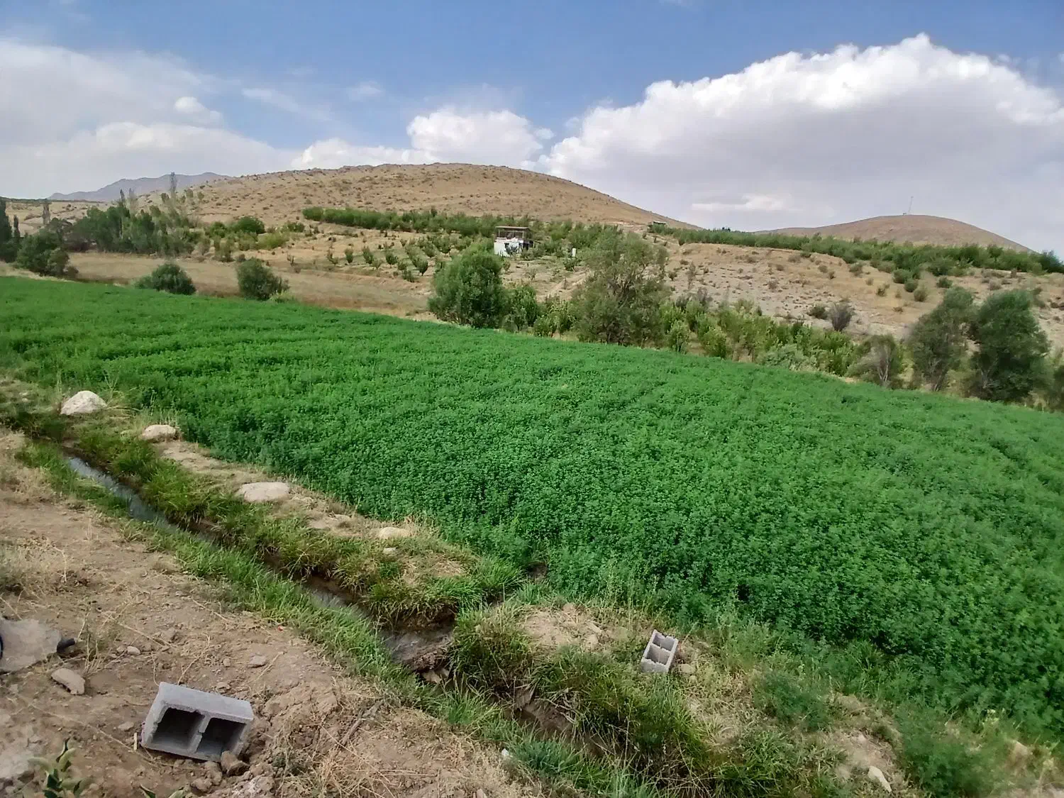 فروش کاه یونجه|لوازم جانبی حیوانات|سمیرم, |دیوار