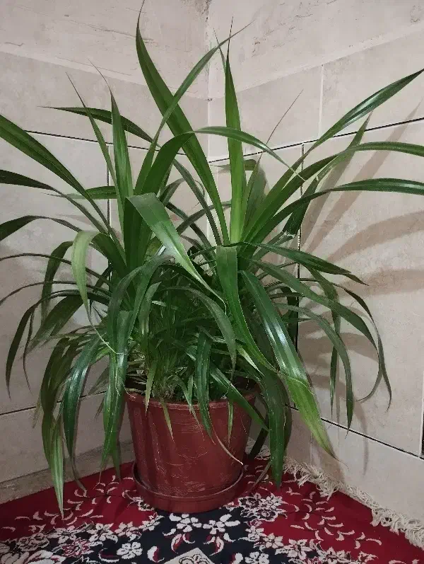 گل ذرتی|گل و گیاه طبیعی|مرودشت, رودبال|دیوار