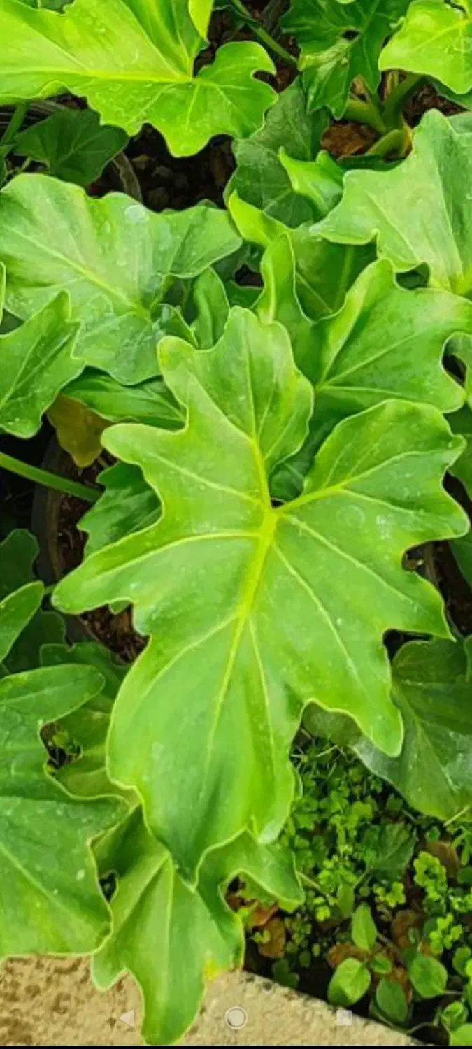 گل درختی آپارتمانی|گل و گیاه طبیعی|بروجرد, |دیوار