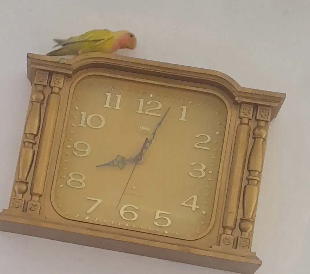 طوطی برزیلی|پرنده|بجنورد, |دیوار