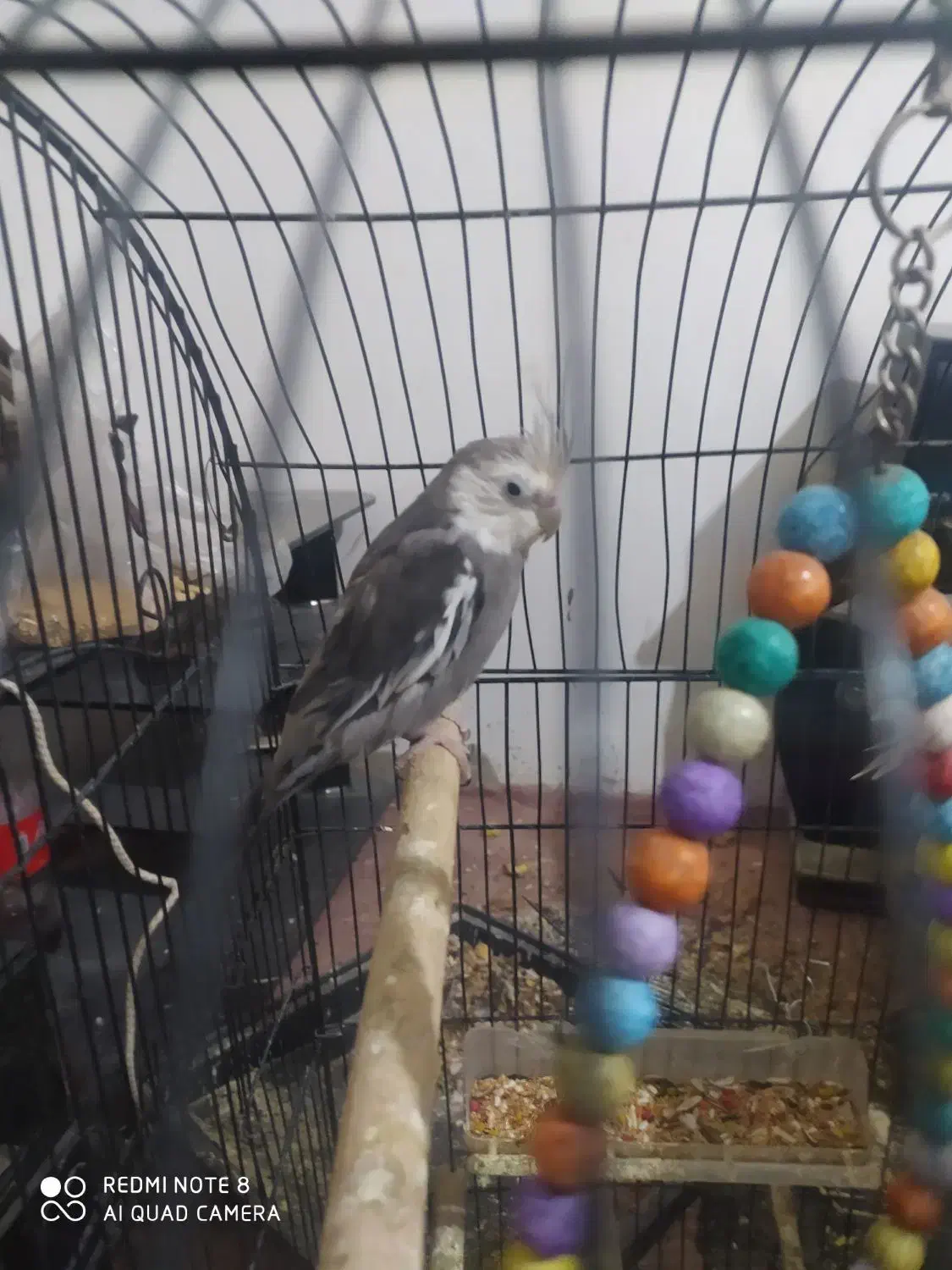 یک جفت عروس هلندی بالغ‌دونه500|پرنده|جوادآباد, |دیوار