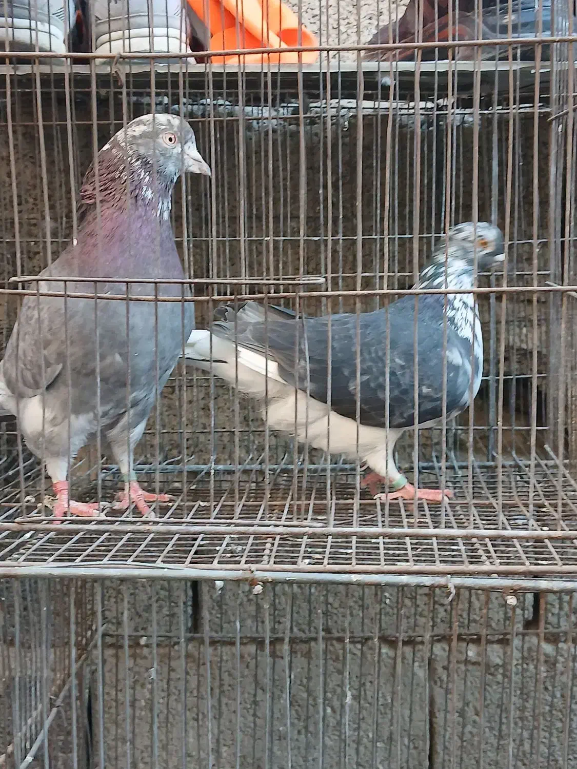 کبوتر سرور.و یجفت ساعت بالا|پرنده|وحیدیه, |دیوار