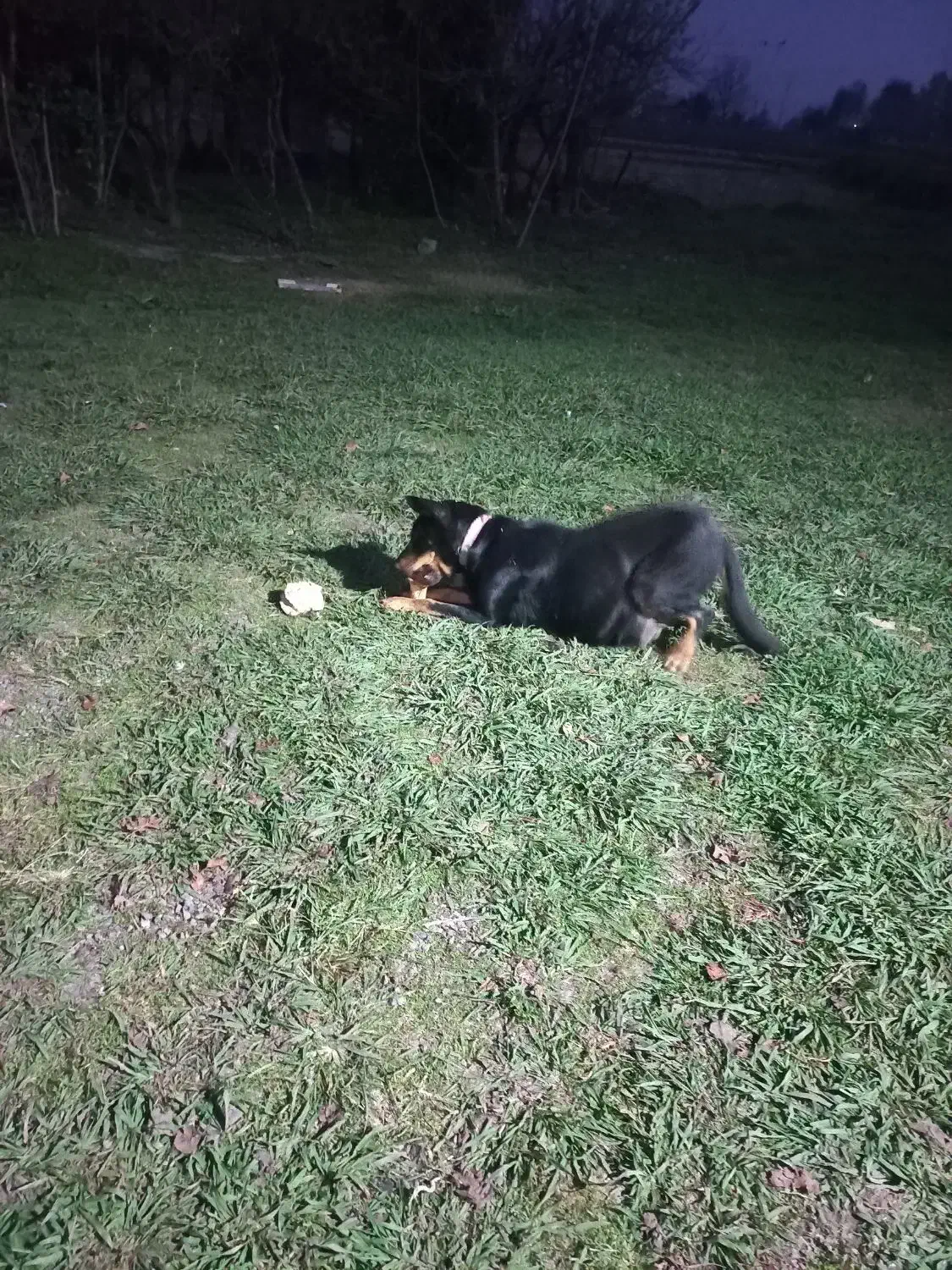 واگذاری‌سگ‌دوبرمن|سگ|سنگر, |دیوار