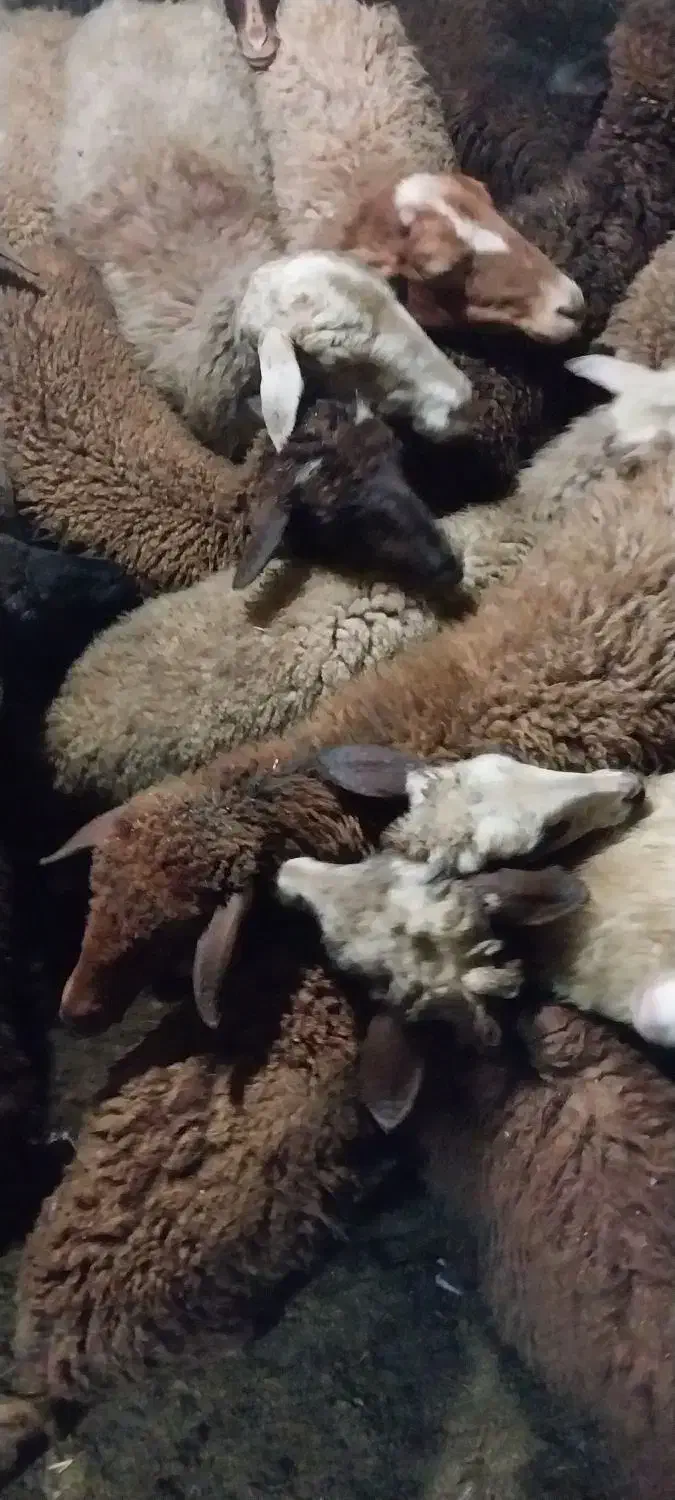 گوسفند|حیوانات مزرعه|چمستان, |دیوار