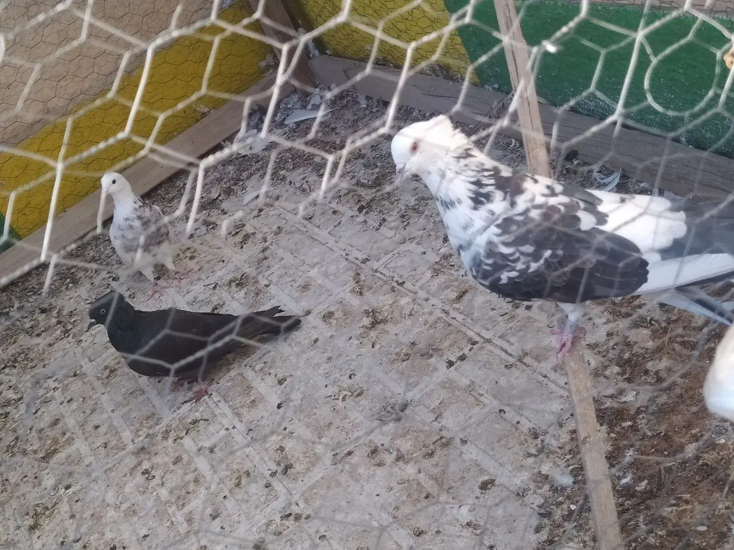 کفتر کبوتر|پرنده|فلاورجان, |دیوار