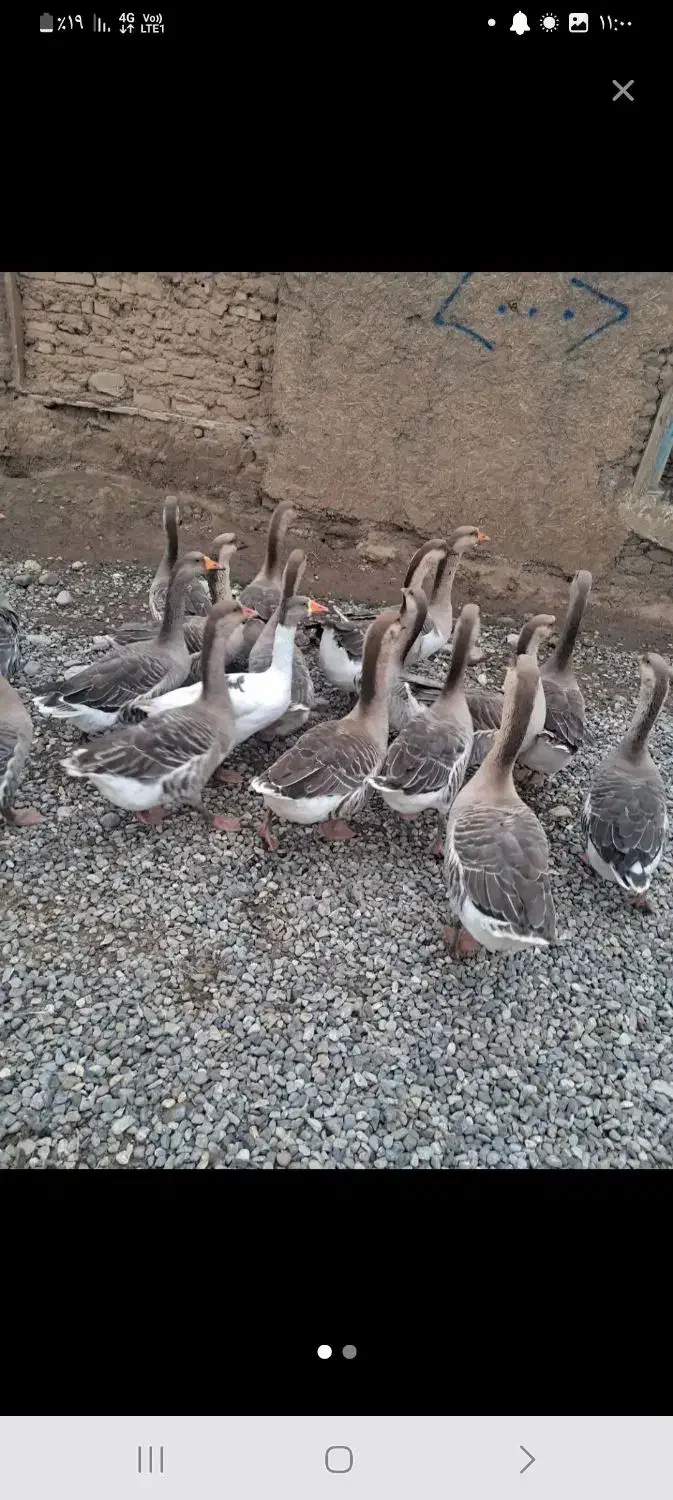 بط محلی|حیوانات مزرعه|زهک, |دیوار