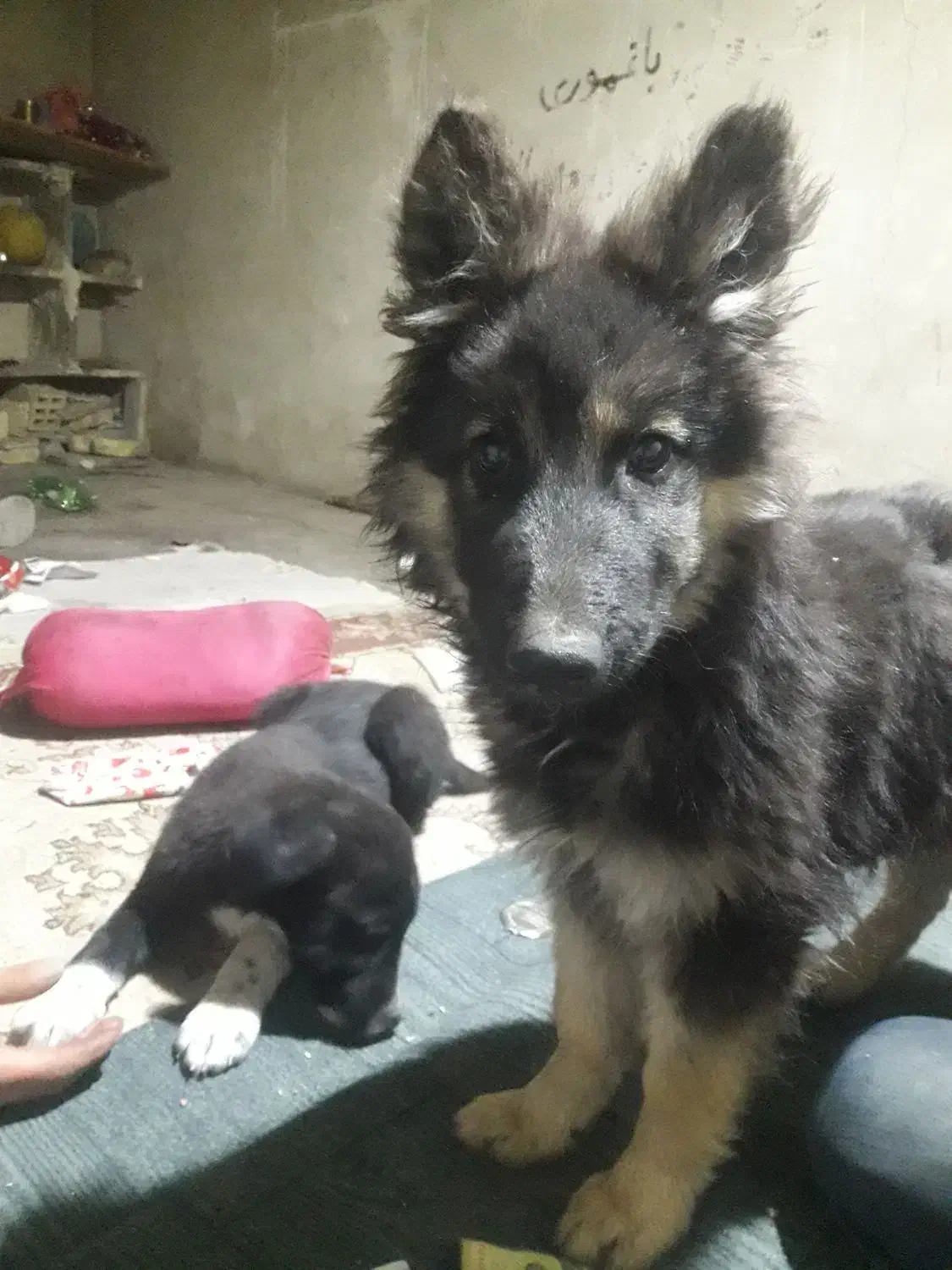 سگ نژادداراصیل ژرمن شیپر|سگ|ازنا, |دیوار