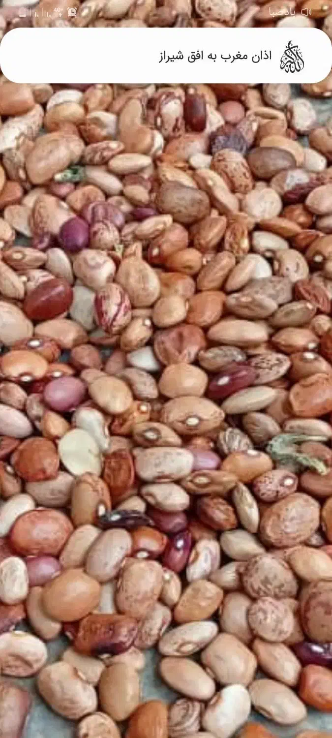 فروش لوبیا چیتی، قرمز، کپه، خرد و آشی|خوردنی و آشامیدنی|شیراز, میانرود|دیوار