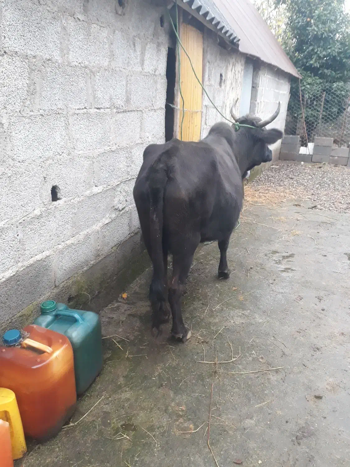 گاوچالوسی|حیوانات مزرعه|پیربازار, |دیوار