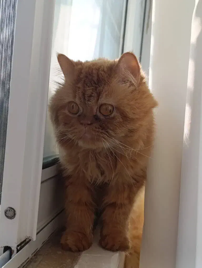 گربه پرشین و بریتیش|گربه|لاهیجان, شهید آوینی|دیوار