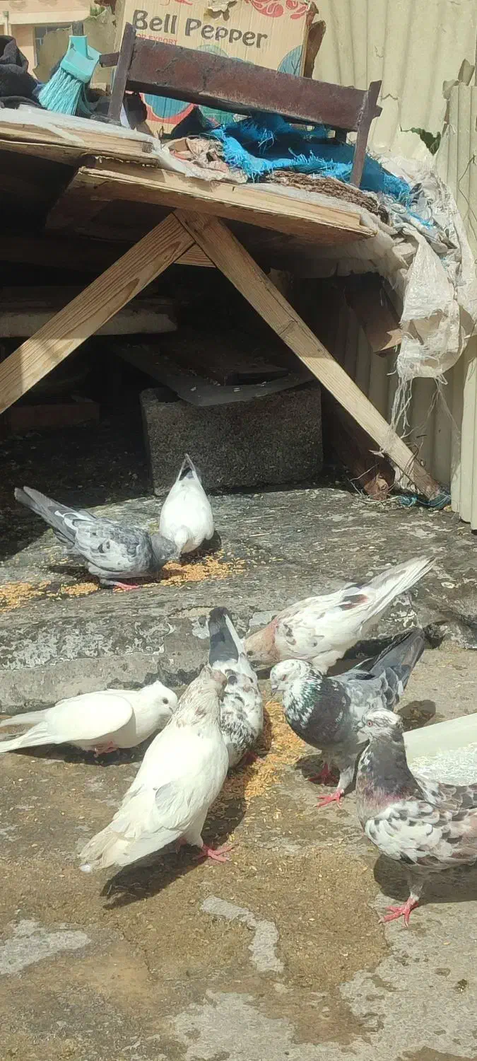 ۱۲عدد کبوتر سرحال و دوری|پرنده|چوار, |دیوار