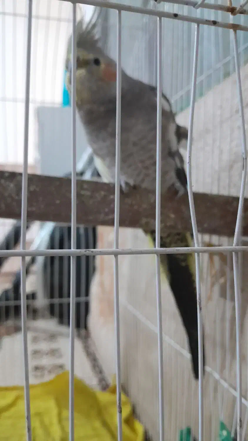 عروس هلندی|پرنده|اندیمشک, |دیوار